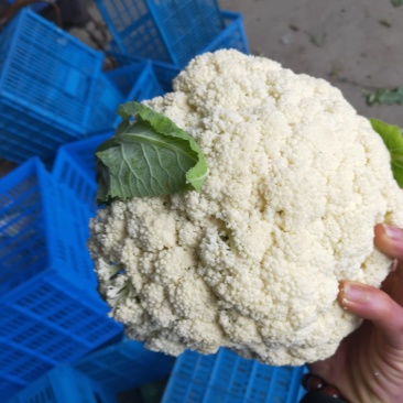 菜花，散花，有机花，花面白，基地直发，一手货源。