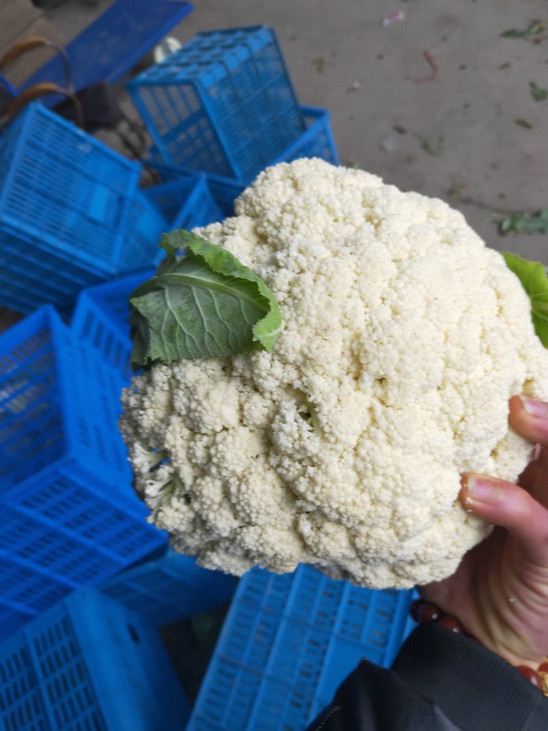 菜花，散花，有机花，花面白，基地直发，一手货源。