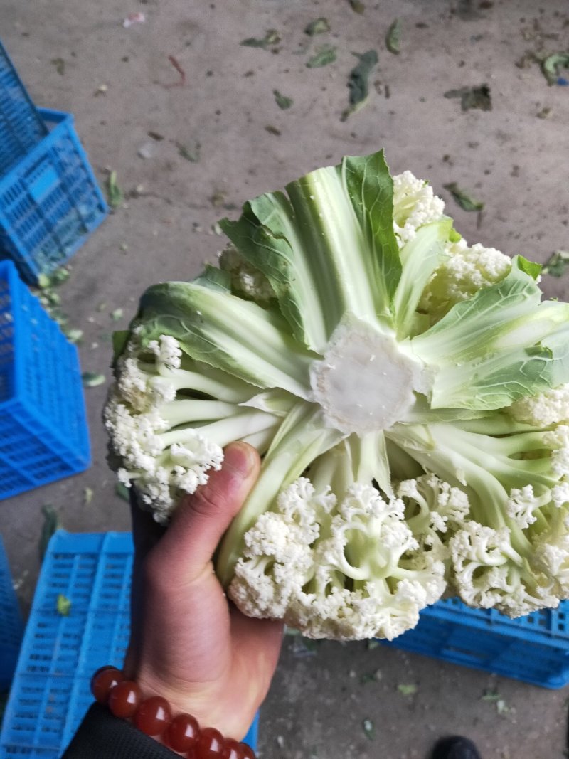 菜花，散花，有机花，花面白，基地直发，一手货源。