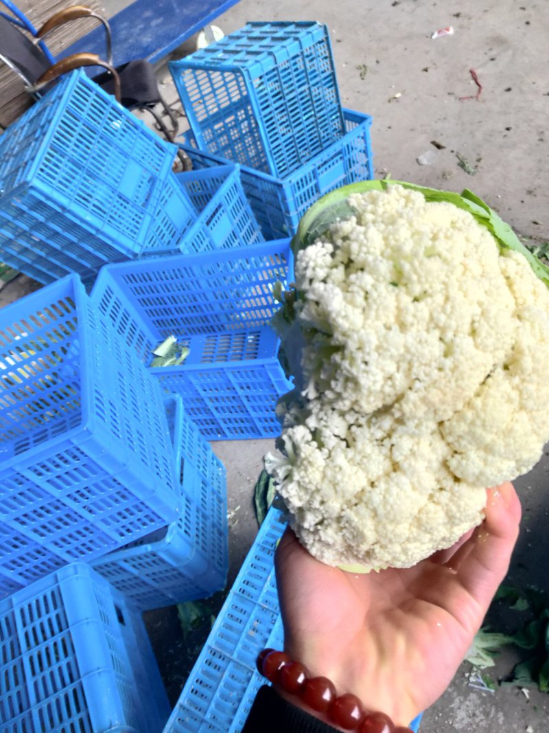 菜花，散花，有机花，花面白，基地直发，一手货源。