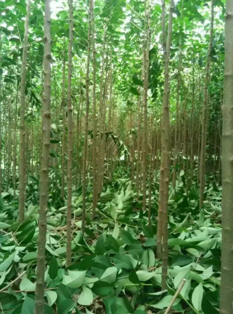 杨树苗