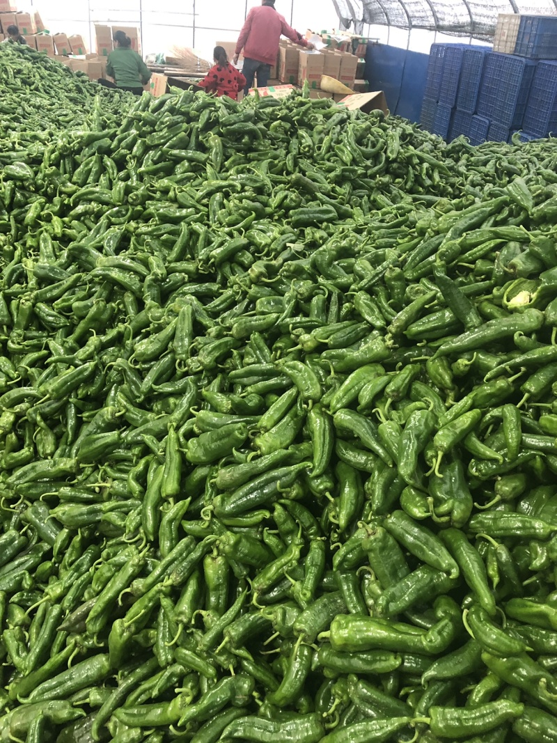 鲜辣椒薄皮大青椒八号辣椒大量出货一手货源产地直发