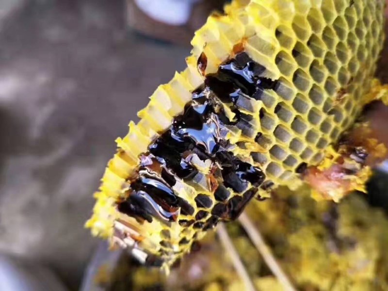 缅甸野生黑蜂蜜一手货源