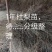 1年生杜梨苗，分拣精细，大小均匀，是嫁接梨树及彩叶豆梨的