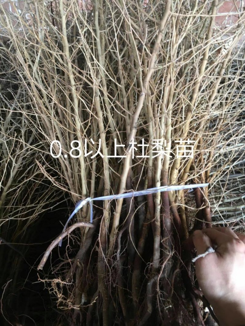 1年生杜梨苗，分拣精细，大小均匀，是嫁接梨树及彩叶豆梨的