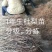 1年生杜梨苗，分拣精细，大小均匀，是嫁接梨树及彩叶豆梨的