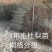 1年生杜梨苗，分拣精细，大小均匀，是嫁接梨树及彩叶豆梨的
