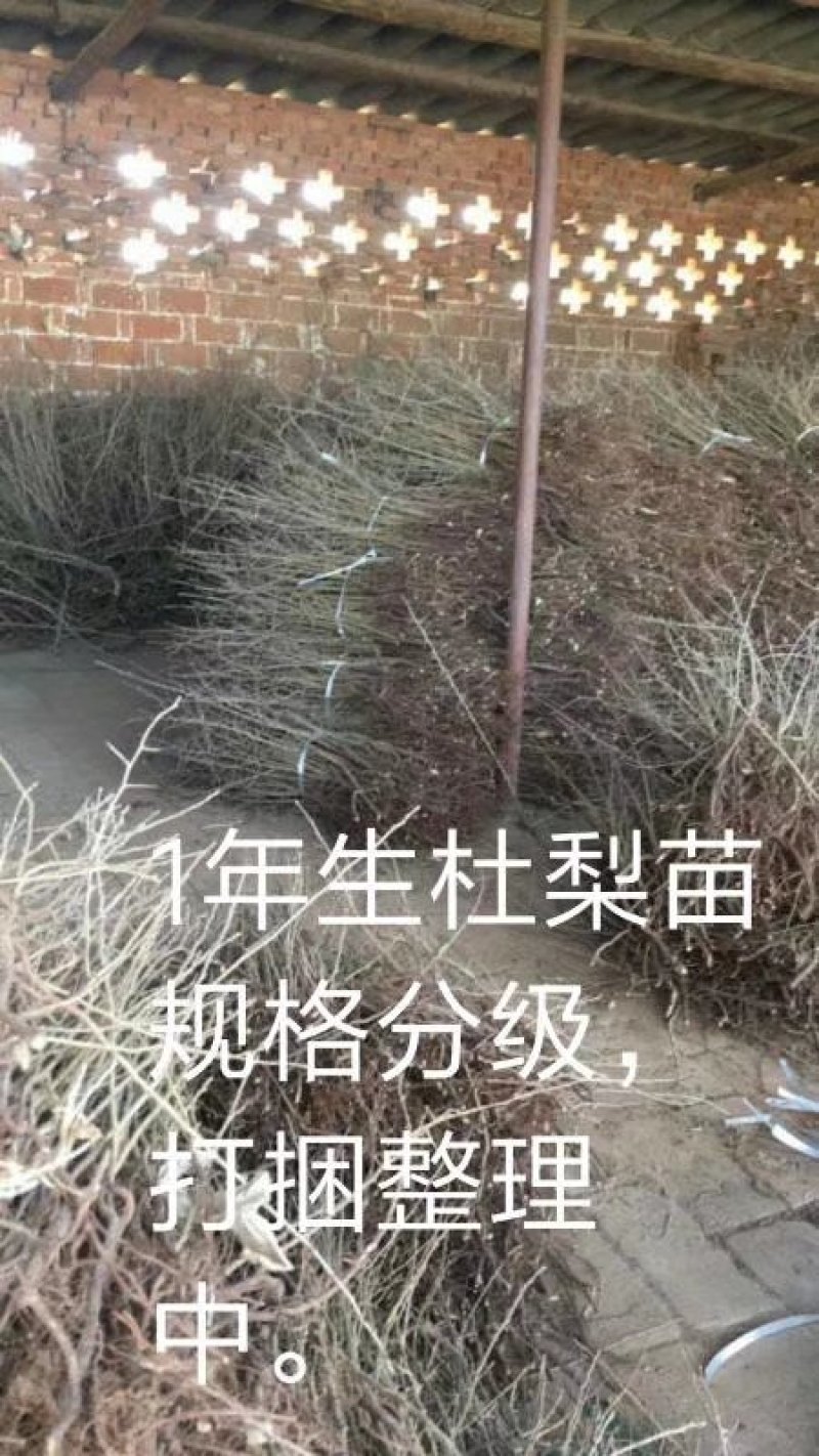 1年生杜梨苗，分拣精细，大小均匀，是嫁接梨树及彩叶豆梨的
