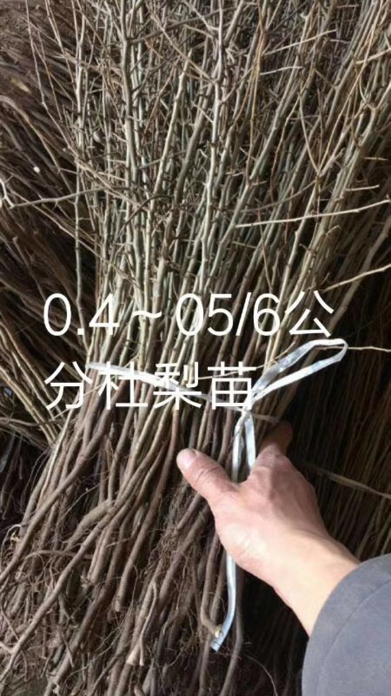 1年生杜梨苗，分拣精细，大小均匀，是嫁接梨树及彩叶豆梨的