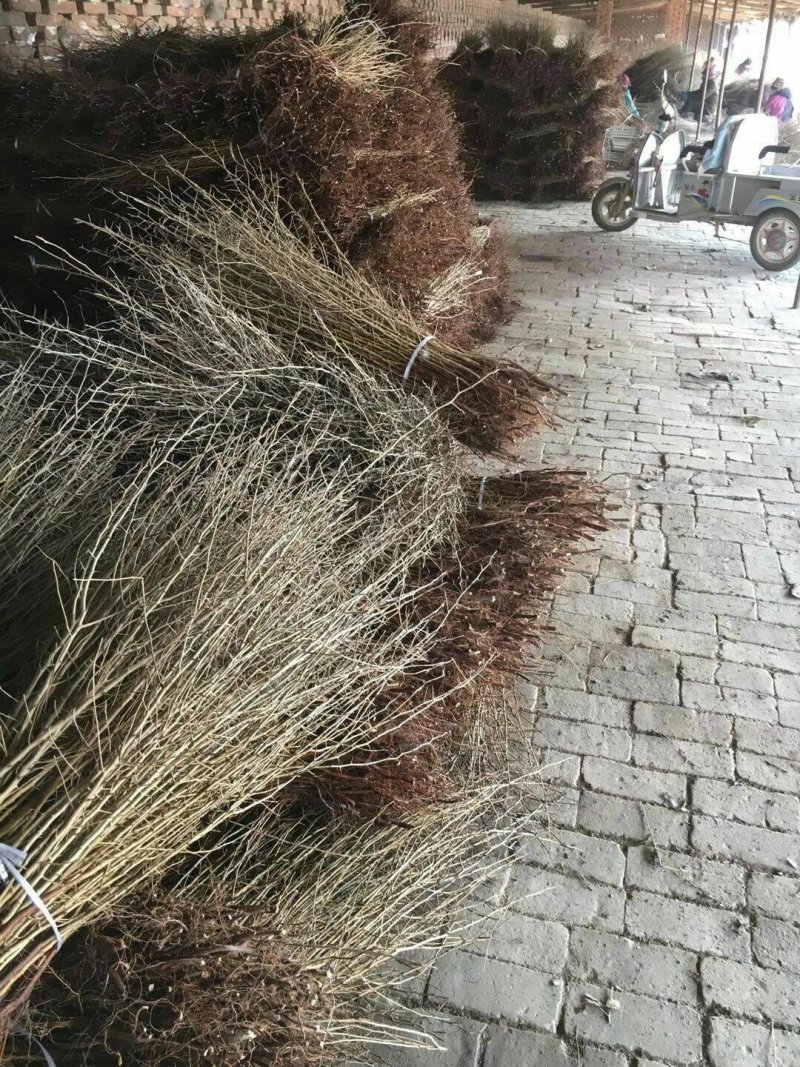 1年生杜梨苗，分拣精细，大小均匀，是嫁接梨树及彩叶豆梨的