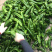 鲜辣椒薄皮大青椒八号辣椒大量出货一手货源产地直发