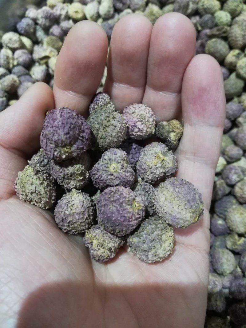 正宗阳春春砂仁过药检含量高