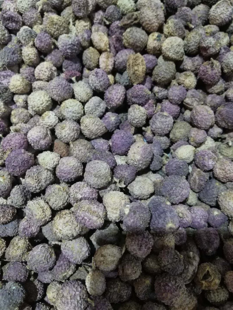 正宗阳春春砂仁过药检含量高