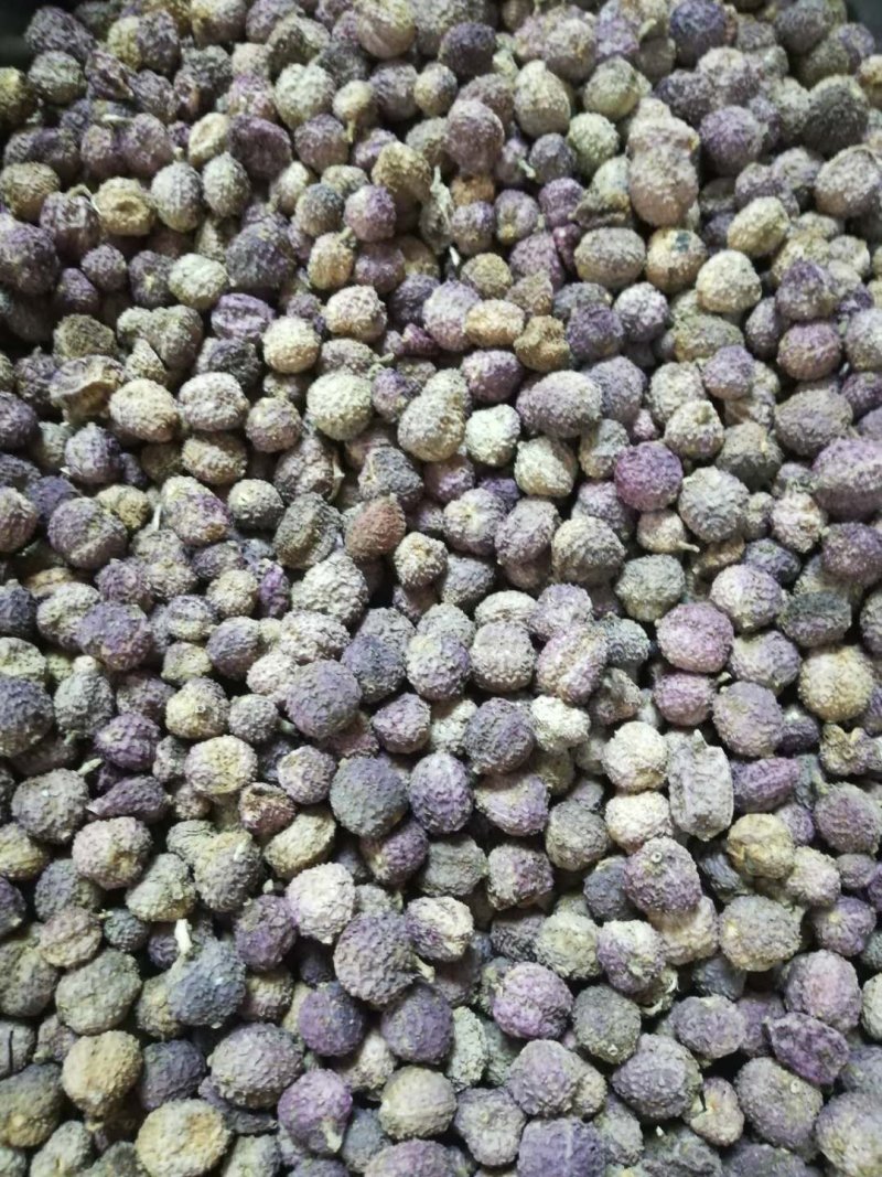 正宗阳春春砂仁过药检含量高