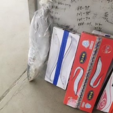 带鱼