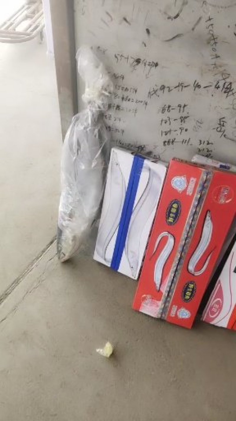 带鱼