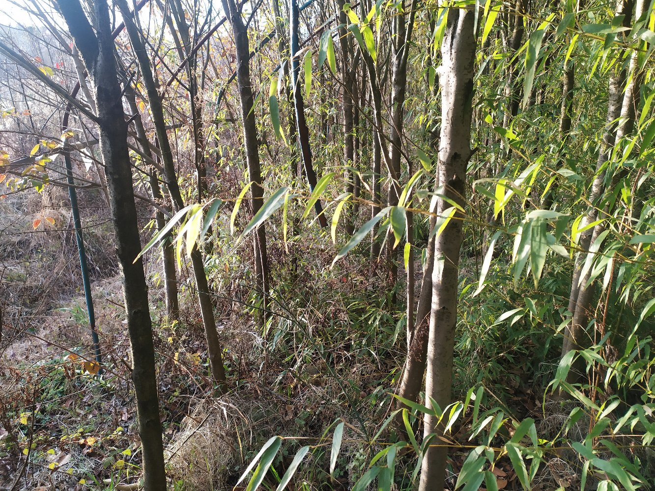 大叶女贞在阳光下的绿意盎然