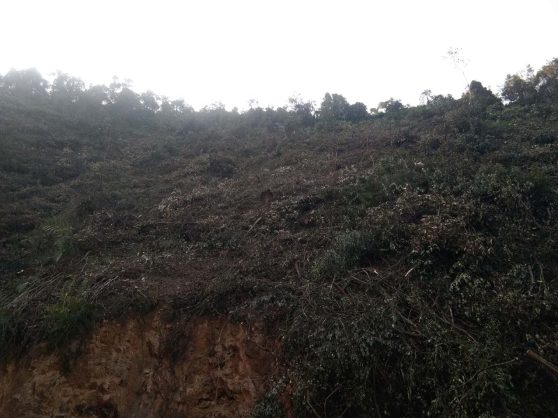 广州罗定1732亩林地出租