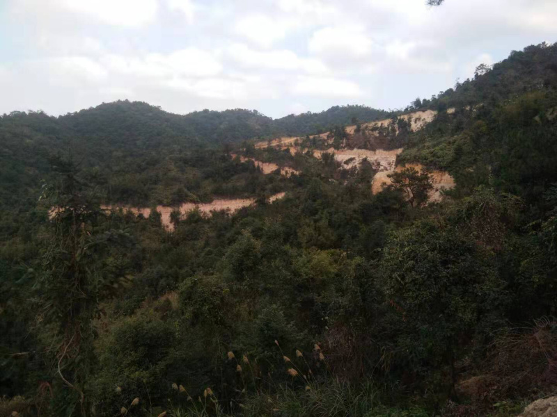 广州罗定1732亩林地出租