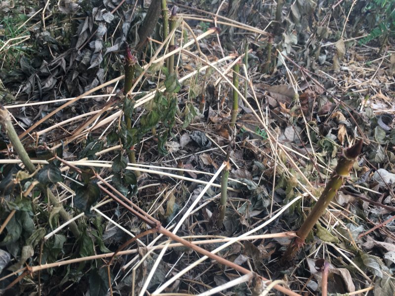 刺嫩芽小苗出售，本地苗！