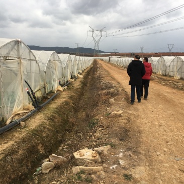 100亩云南青花种植用地出租