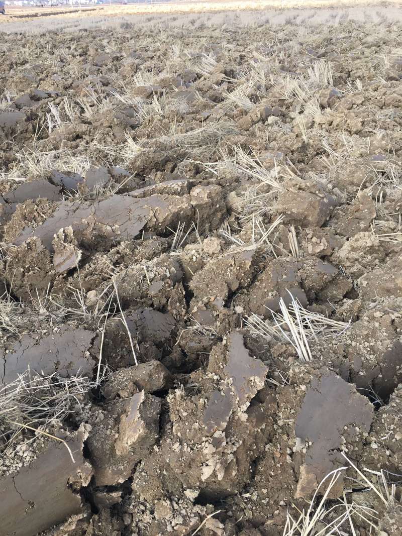 44亩芦笋种植用地出租，可建大棚