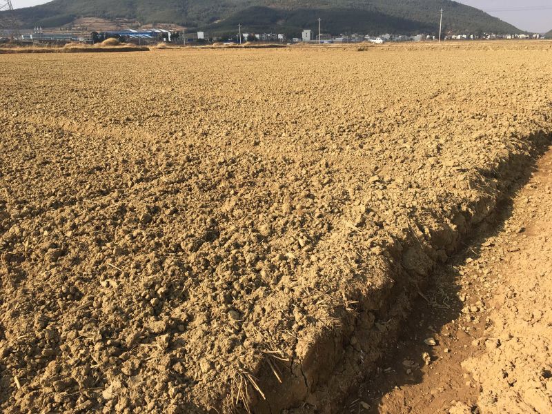 44亩芦笋种植用地出租，可建大棚