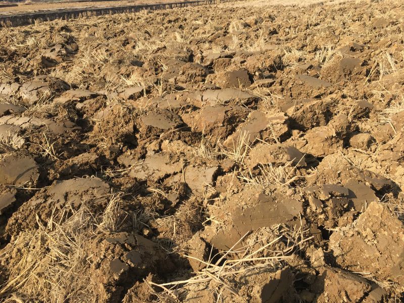 44亩芦笋种植用地出租，可建大棚