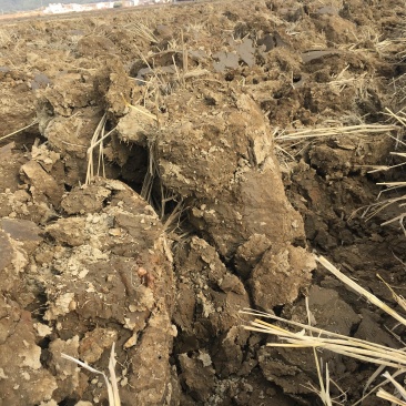 44亩芦笋种植用地出租，可建大棚