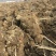 44亩芦笋种植用地出租，可建大棚