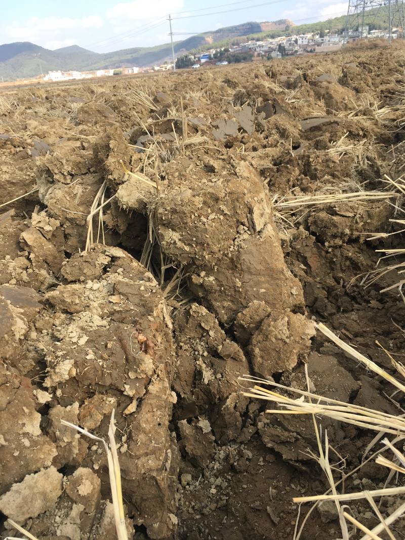 44亩芦笋种植用地出租，可建大棚