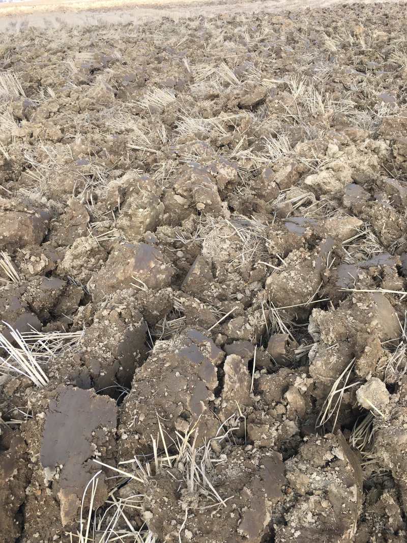 44亩芦笋种植用地出租，可建大棚