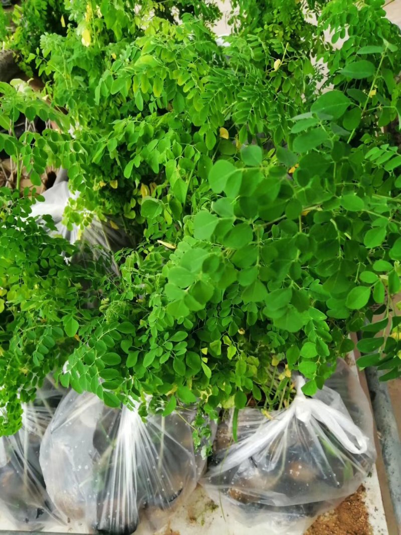 辣木苗印度辣木苗庭院盆栽地栽常绿苗木可食用