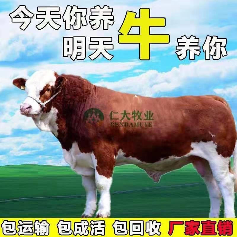 西门塔尔牛犊品质保证，厂家直销，专注养牛三十年