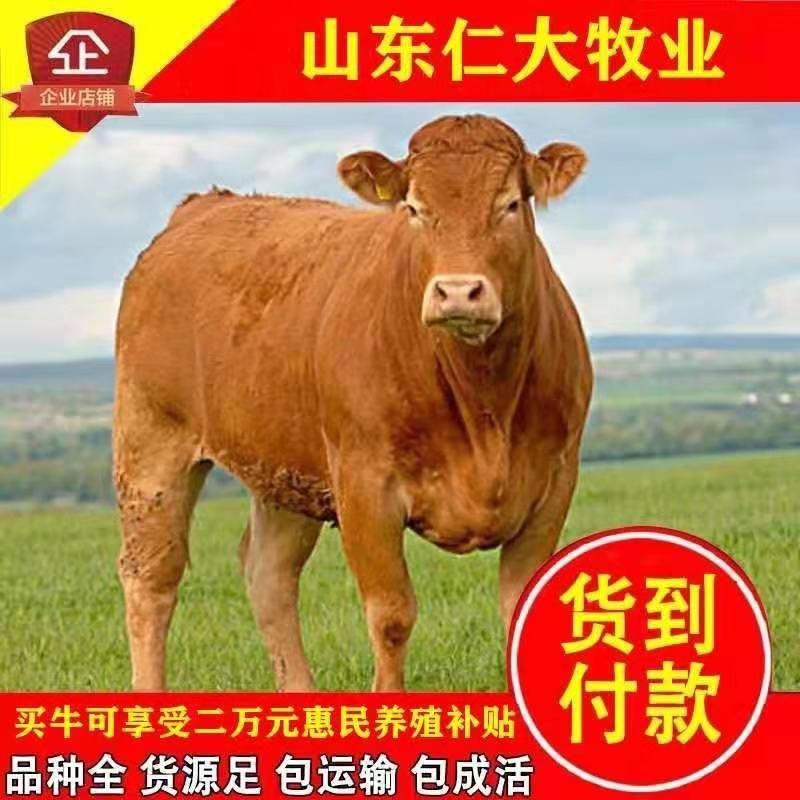鲁西黄牛品质保证，厂家直销，专注养牛三十年