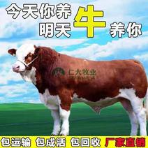 西门塔尔牛公母牛品质保证，厂家直销，专注养牛三十年