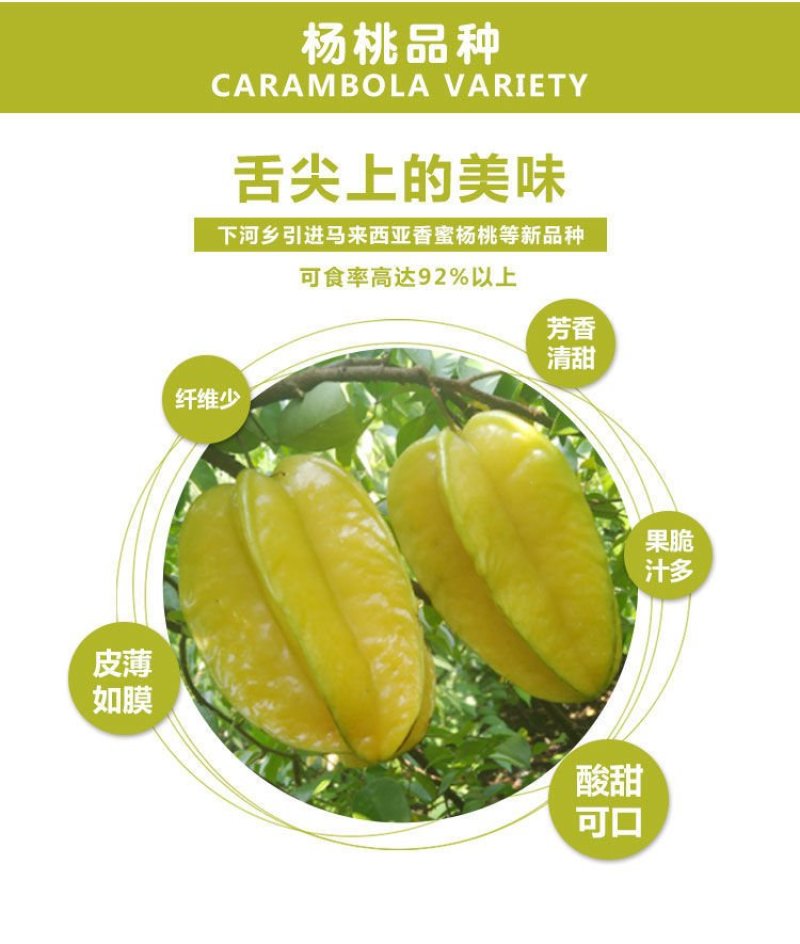支点农业下河杨桃水果大果5斤应季孕妇新鲜水果清甜批发包邮