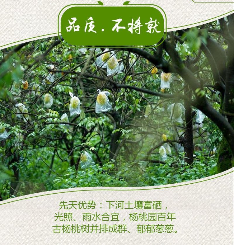 支点农业下河杨桃水果大果5斤应季孕妇新鲜水果清甜批发包邮