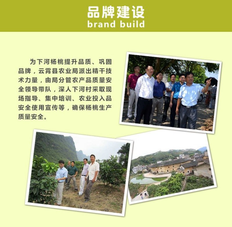 支点农业下河杨桃水果大果5斤应季孕妇新鲜水果清甜批发包邮