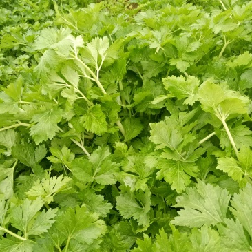 白芹菜