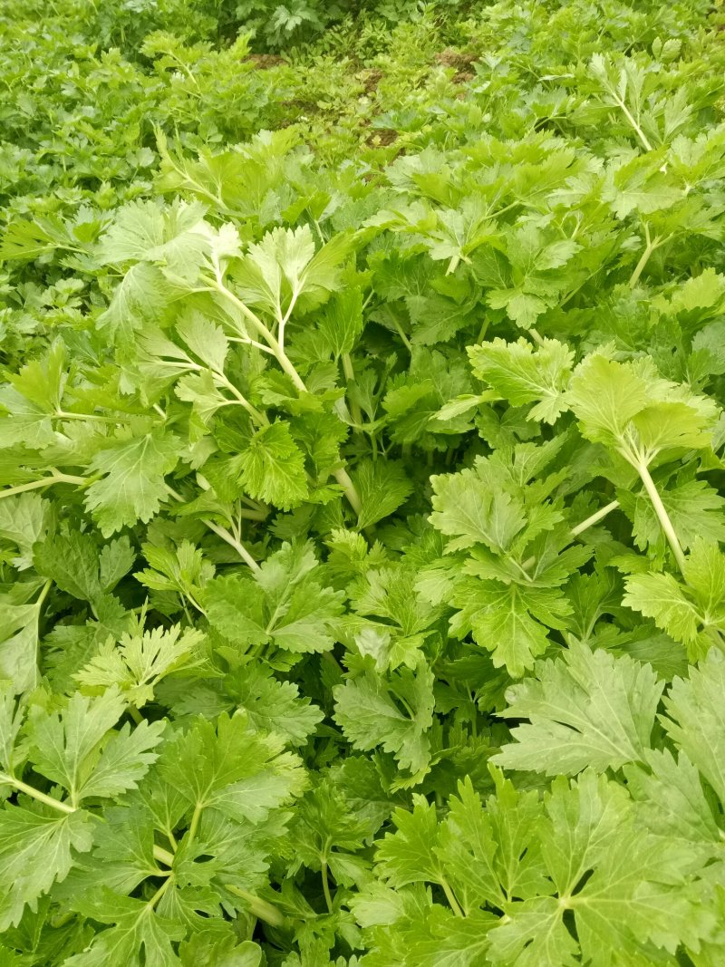 白芹菜