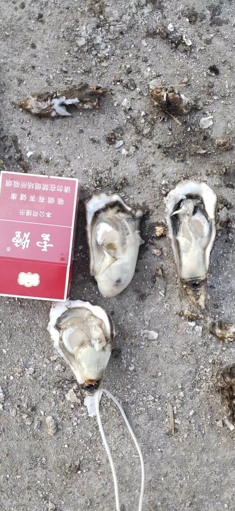生蚝大量批发，有需要的老板联系！！！！！！