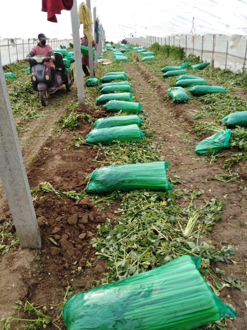 商河优质精品芹菜，大棚种植产地直供，可全国发货