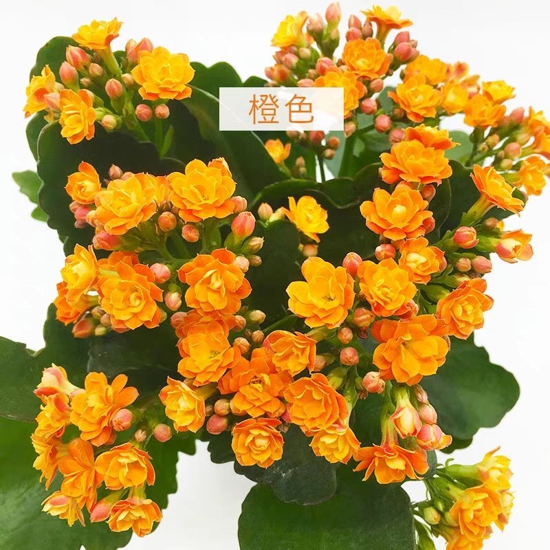 长寿花带花苞盆栽重瓣花四季开花大花苗植物室内阳台花卉好养