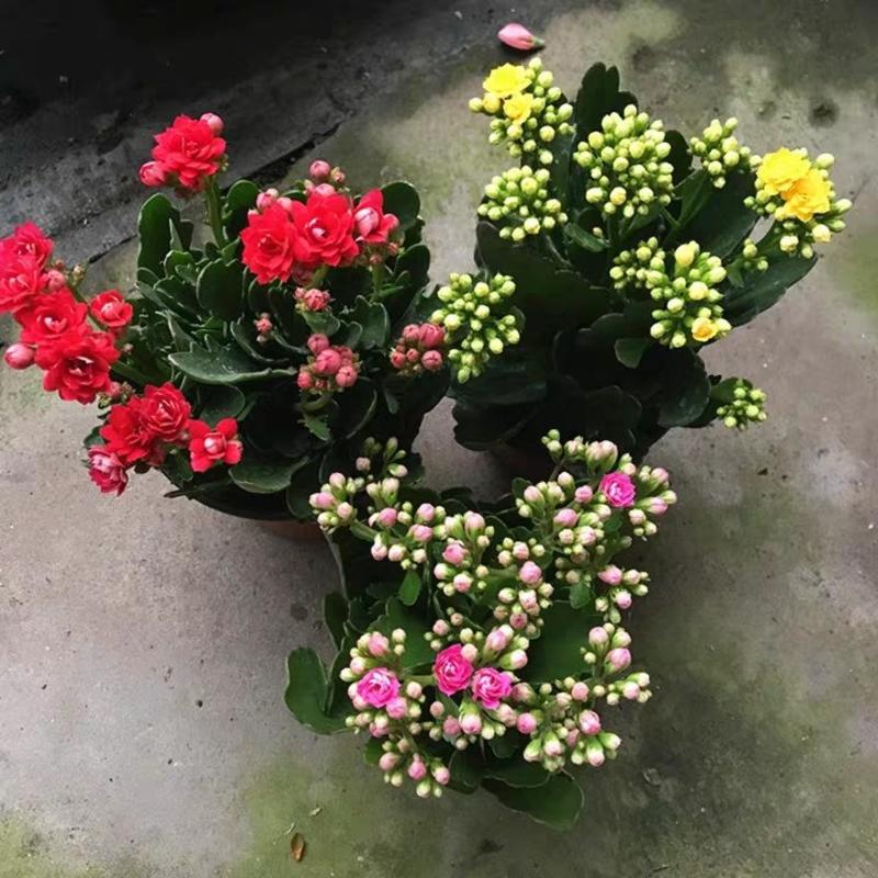 长寿花带花苞盆栽重瓣花四季开花大花苗植物室内阳台花卉好养