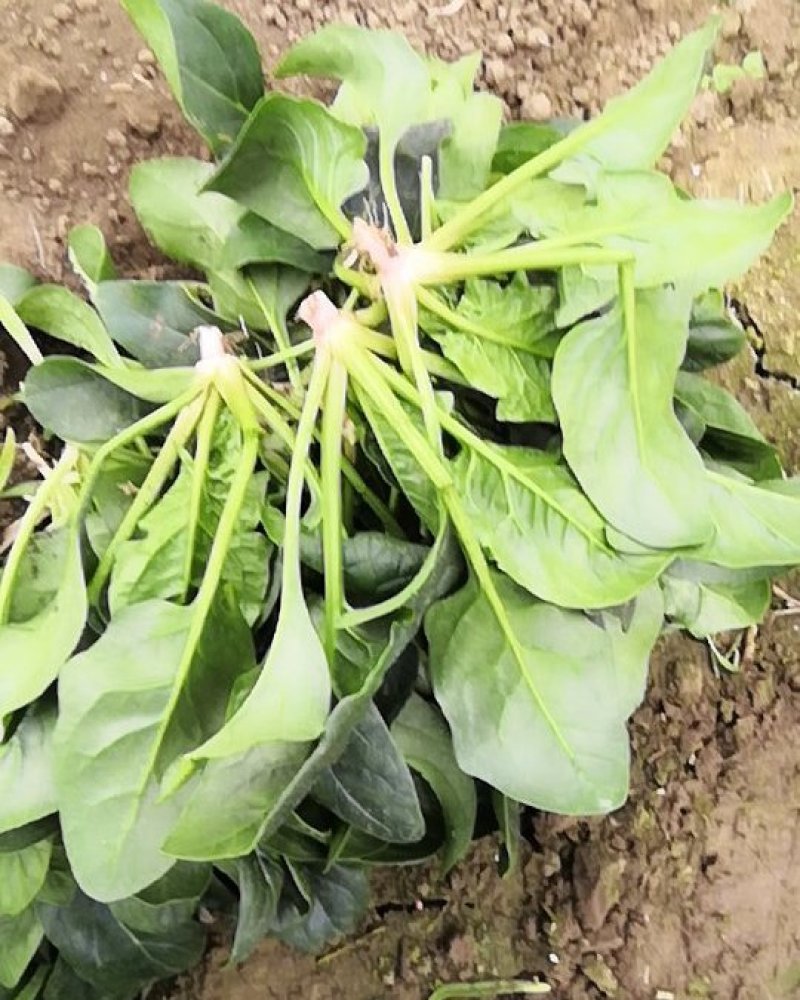 菠菜