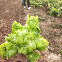 精品儿菜大量上市基地货