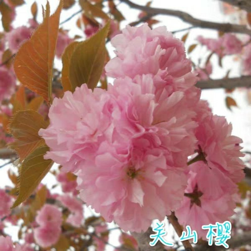 樱花苗日本樱花树苗嫁接早樱晚樱树苗盆栽地栽樱花苗绿化苗