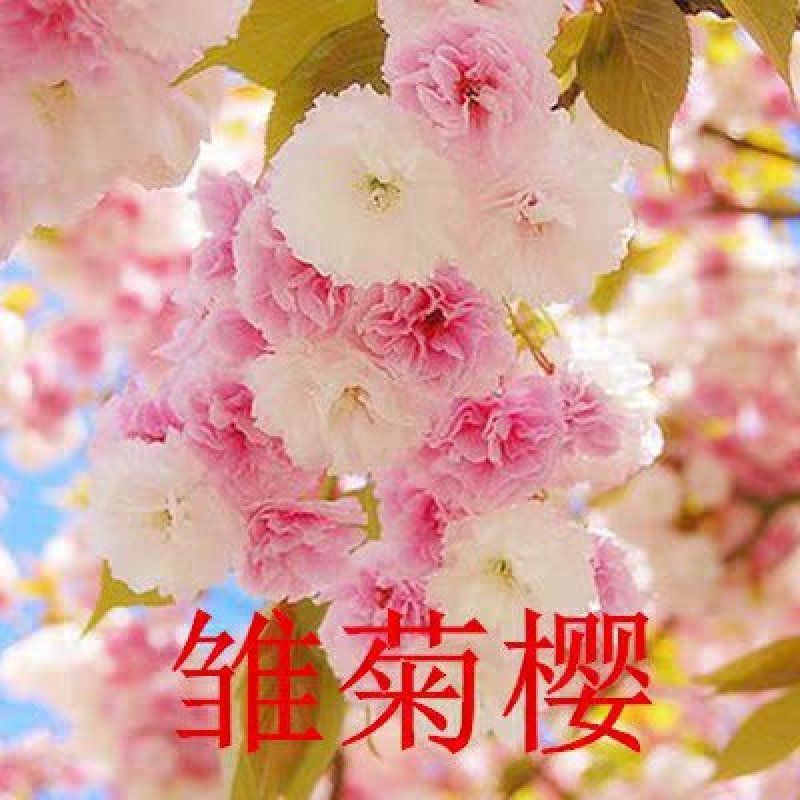 樱花苗日本樱花树苗嫁接早樱晚樱树苗盆栽地栽樱花苗绿化苗