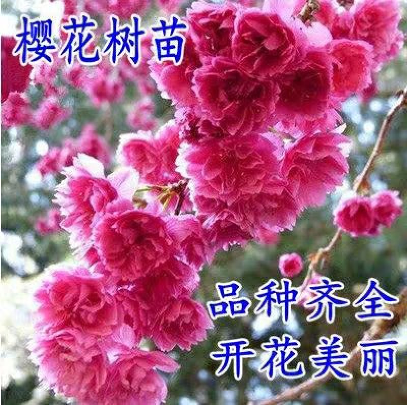 樱花苗日本樱花树苗嫁接早樱晚樱树苗盆栽地栽樱花苗绿化苗